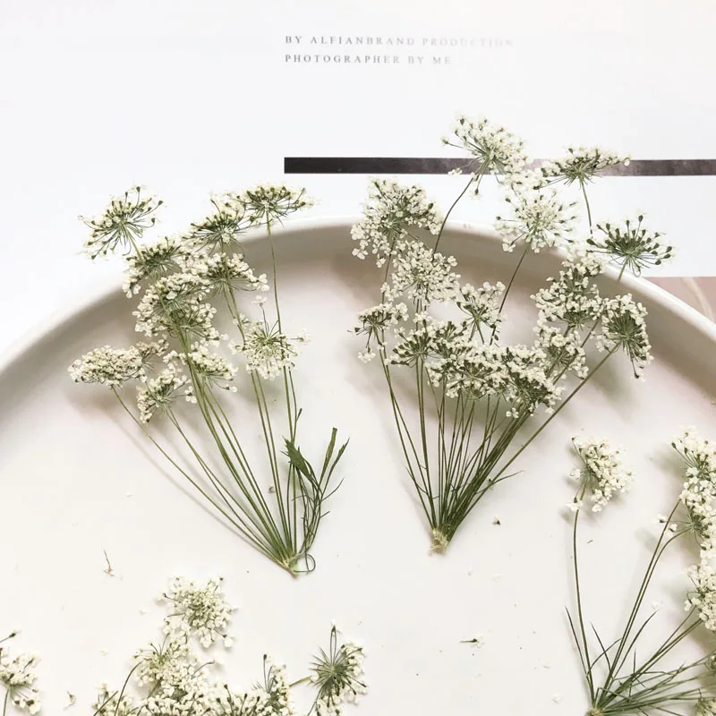 Craft Embellishments - 5-7 ซม./12 pcs,หิมะเล็กๆดอกไม้สาขา,ดอกไม้แห้งลายนูน DIY โทรศัพท์มือถือ SHELL,