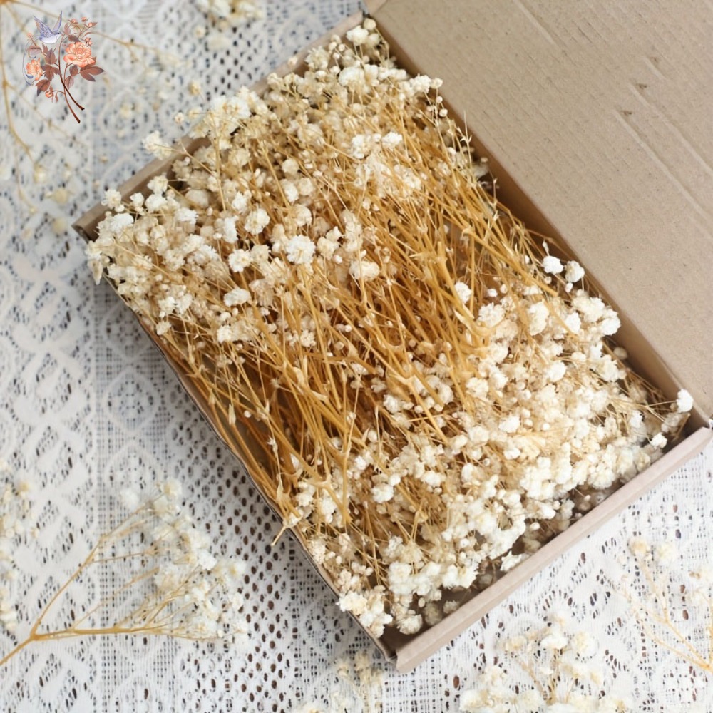 ดอกยิปโซฟิล่าแห้งขนาดเล็ก 100  - Craft Embellishments บทวิจารณ์และราคา